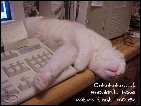 Toocute_.jpg (21309 bytes)