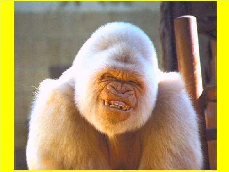 smile2.JPG (65604 bytes)