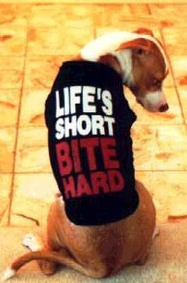 t-dog.jpg (12422 bytes)