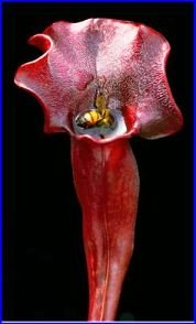Sarracenia hybrid, with a succulent if foolish bee